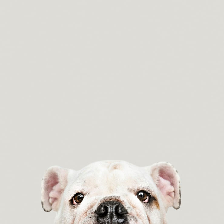 Free Photo adorable white bulldog puppy portrait