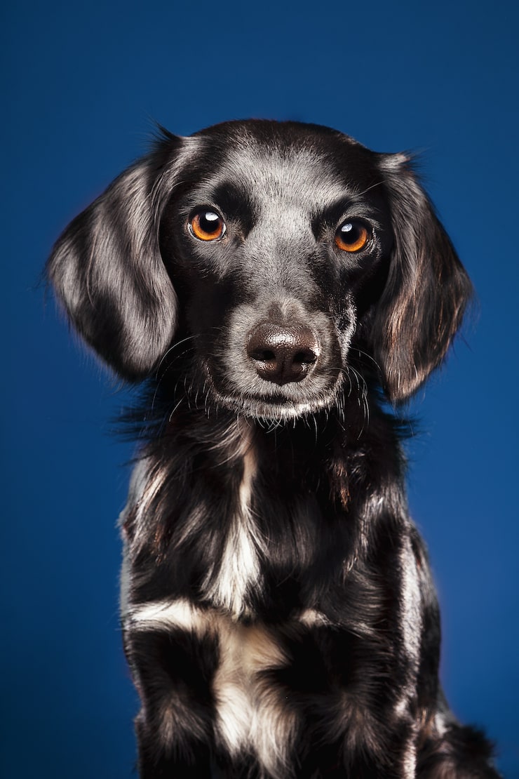 Free Photo closeup shot of a cute dog on a blue background