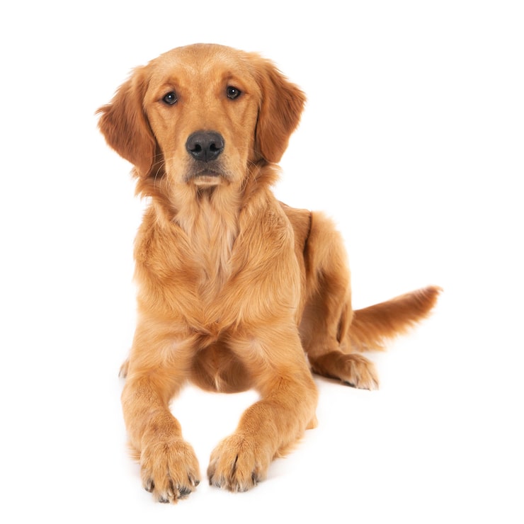Free Photo closeup shot of a cute sitting golden retriever puppy isolated on a white surface