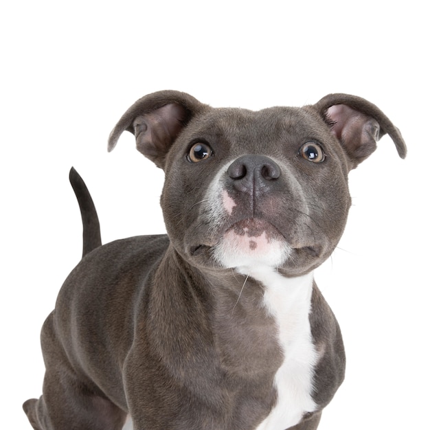 Free Photo closeup shot of english staffordshire bull terrier with white