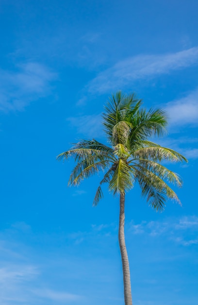 Free Photo coconut tree over blue sky .