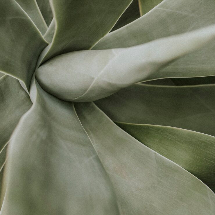 Free Photo dark leaf background jungle aesthetic for instagram post