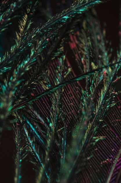 Free Photo full frame of peacock plumage