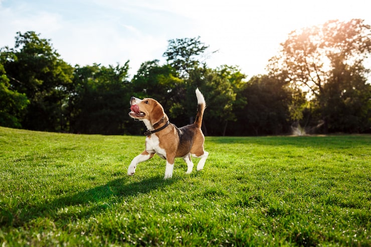 Free Photo funny happy beagle dog walking, playing in park.