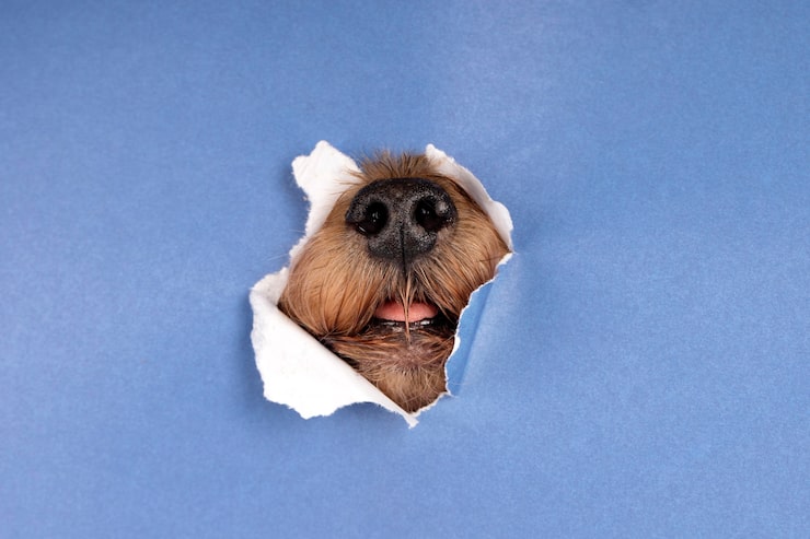 Free Photo lovely pet portrait isolated