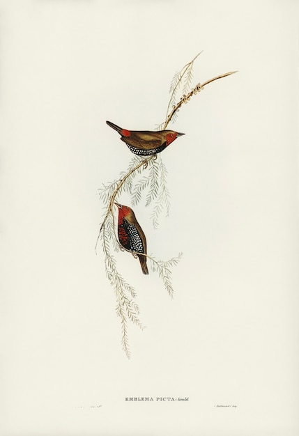 Free Photo painted finch (emblema picta) illustrated by elizabeth gould 