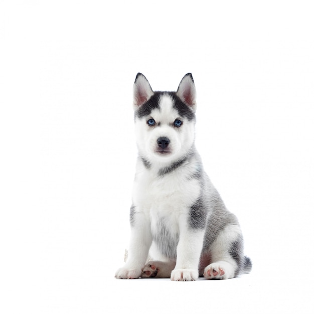 Free Photo portrait of cute siberian husky dog with blue eyes, gray and black fur, sitting on floor. funny little puppy like wolf. isolated on white. real animal friend.