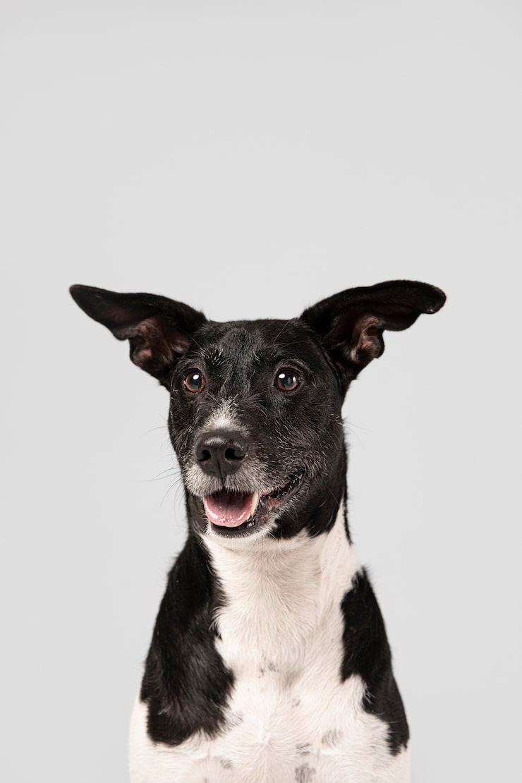 Free Photo purebred dog being cute in a studio