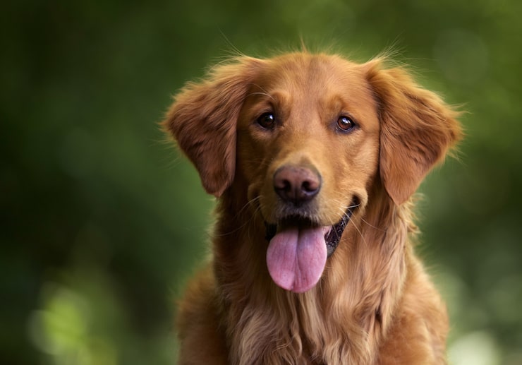 Free Photo selective focus shot of an adorable golden retriever outdoors