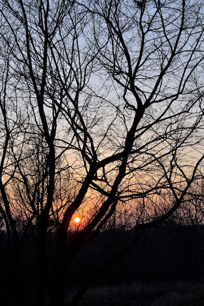 Free Photo "sun going down between leafless trees"