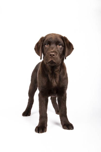 Free Photo vertical shot of a lovely chocolate labrador puppy on white wall