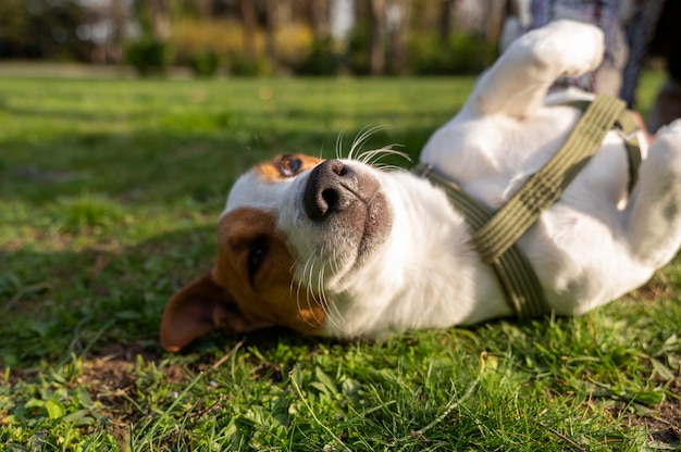 Free Photo view of cute dog enjoying time in nature at the park