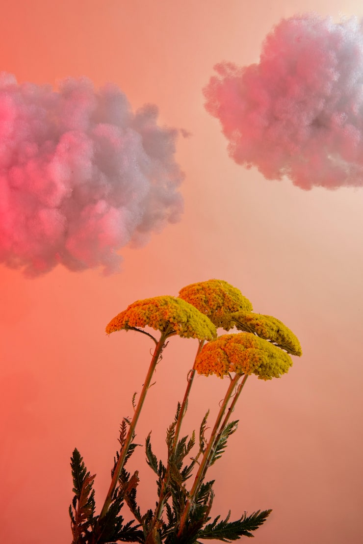 Free Photo yellow flowers and clouds arrangement
