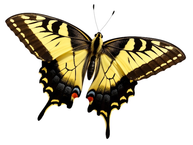 Free PSD top view over butterfly isolated