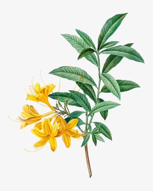 Free Vector blooming yellow azalea