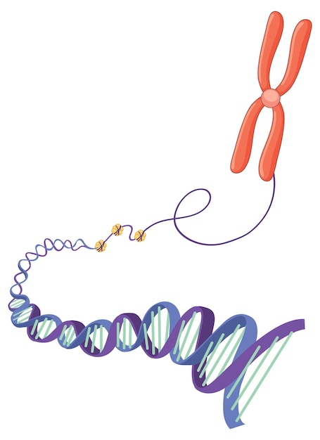 Free Vector chromosome and dna structure