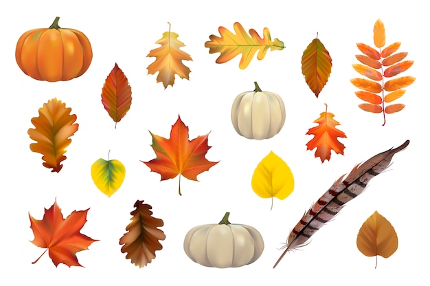 Free Vector collection of autumn leaves vector