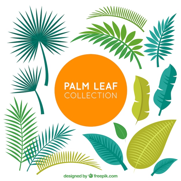 Free Vector collection of palm leaves