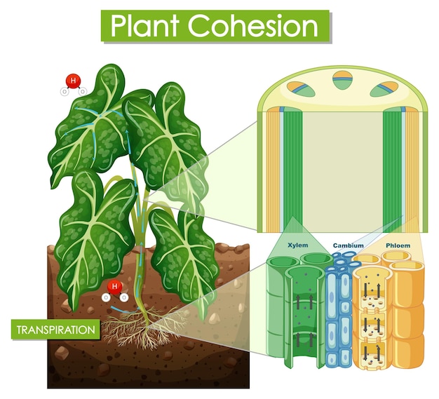 Free Vector diagram showing plant cohesion