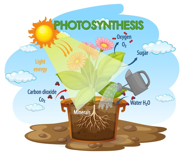 Free Vector diagram showing process of photosynthesis in plant