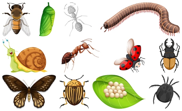 Free Vector different kinds of insects collection
