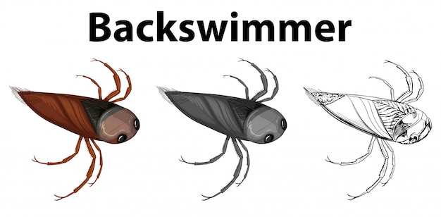 Free Vector doodle character for backswimmer bug