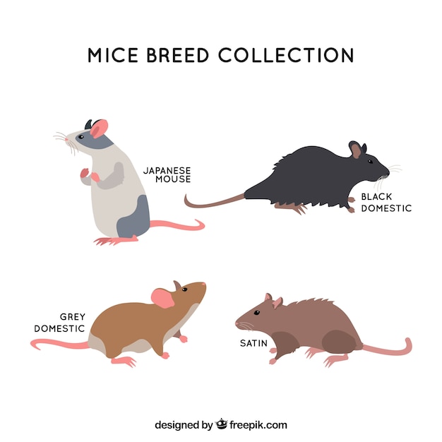 Free Vector flat mice breed set