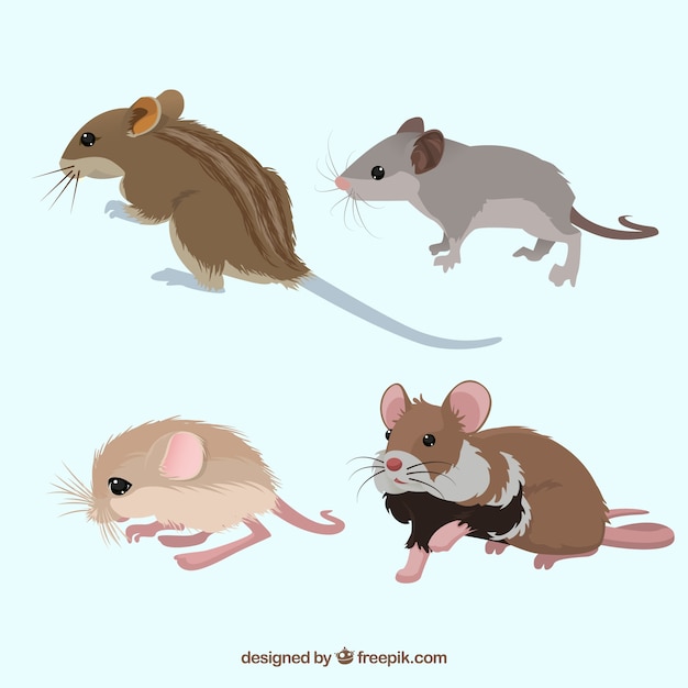 Free Vector flat mice collection with different poses