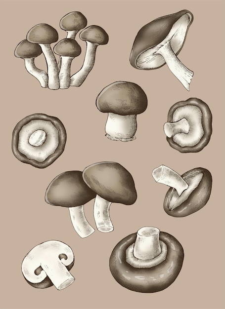 Free Vector fresh organic mushroom collection