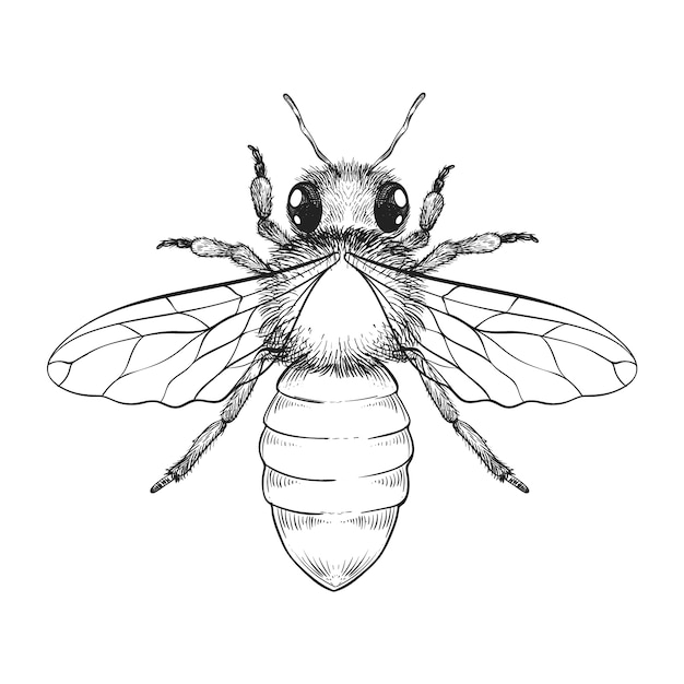 Free Vector hand drawn bee  drawing illustration