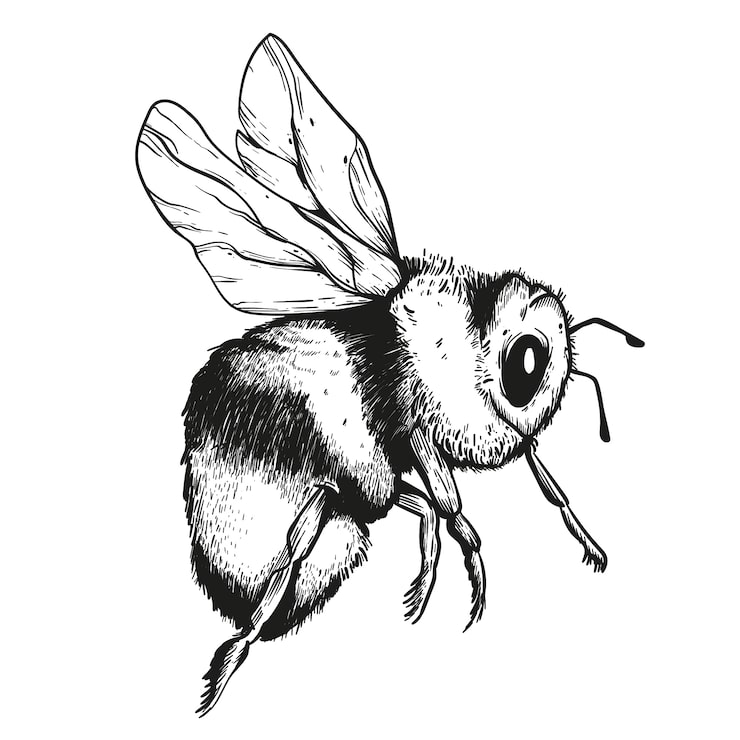 Free Vector hand drawn bee drawing illustration