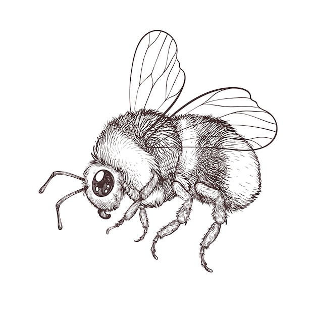Free Vector hand drawn bee drawing illustration
