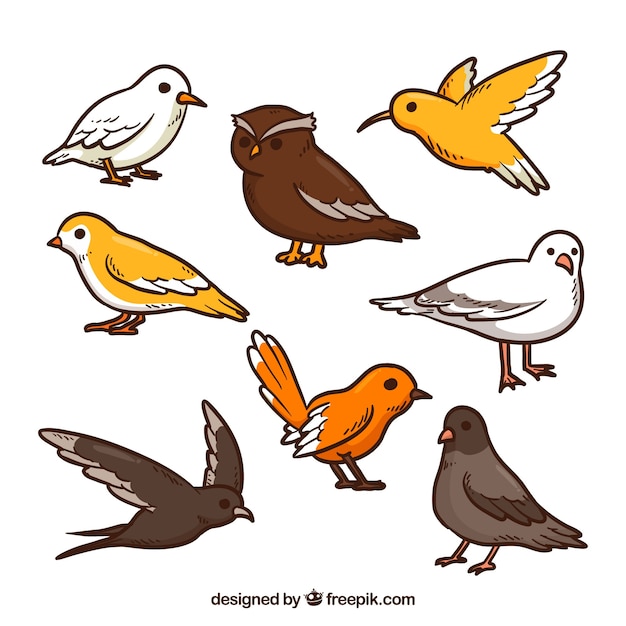 Free Vector hand drawn bird collection