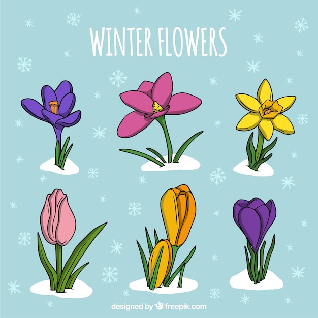 Free Vector hand drawn collection of winter flowers