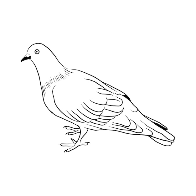 Free Vector hand drawn dove outline illustration