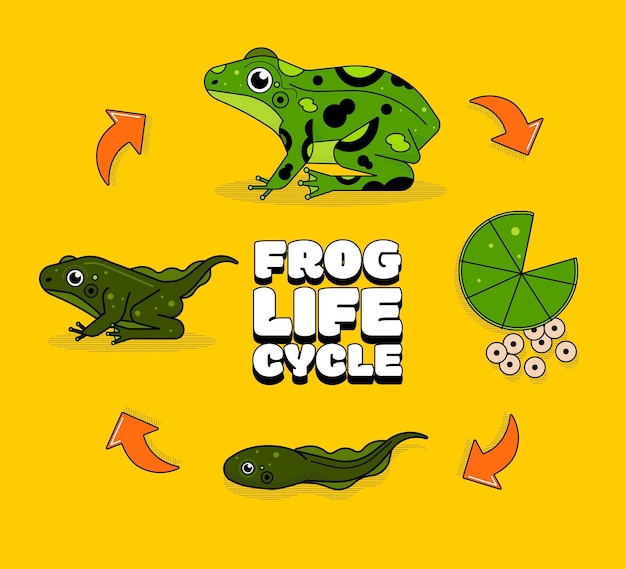 Free Vector hand drawn frog life cycle