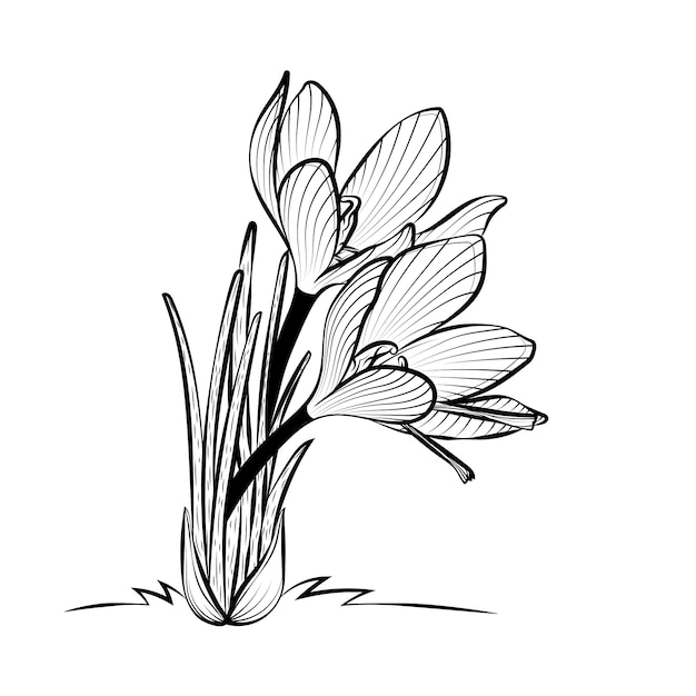 Free Vector hand drawn saffron illustration