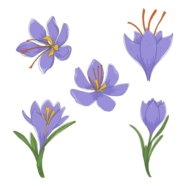 Free Vector hand drawn saffron plant illustration