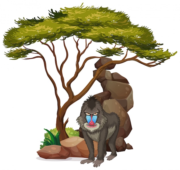 Free Vector isolated picture of baboon under the tree