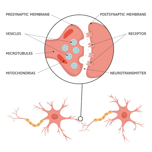 Free Vector neuroscience brain synapse flat infographics with diagram scheme of neural cells with text captions and pointers vector illustration