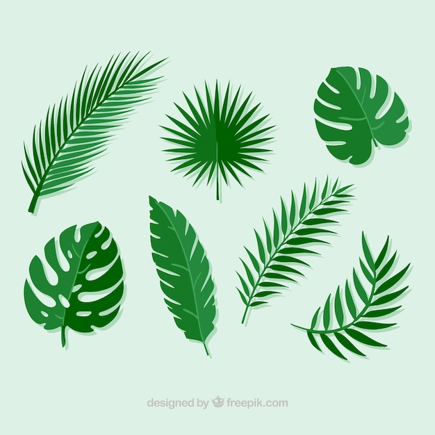 Free Vector pack of palm leaves