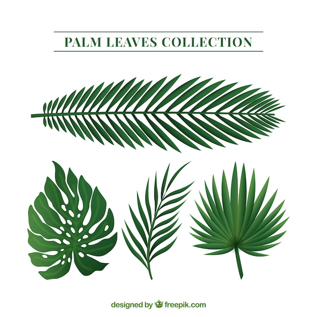 Free Vector palm leaves pack of different type