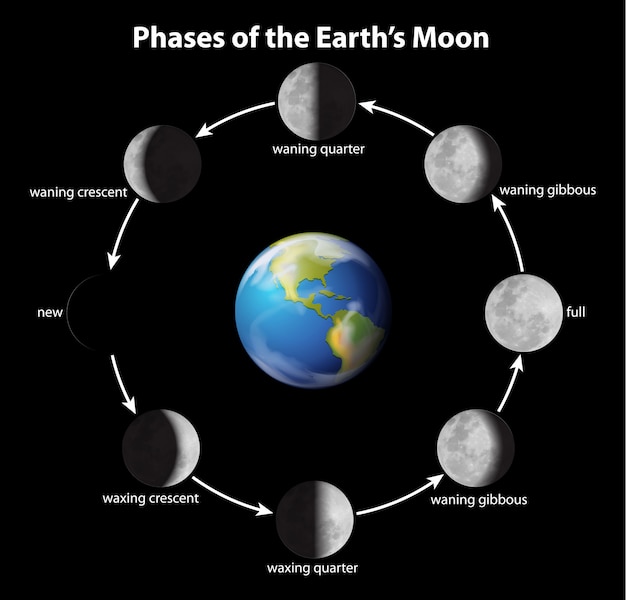 Free Vector phases of the moon