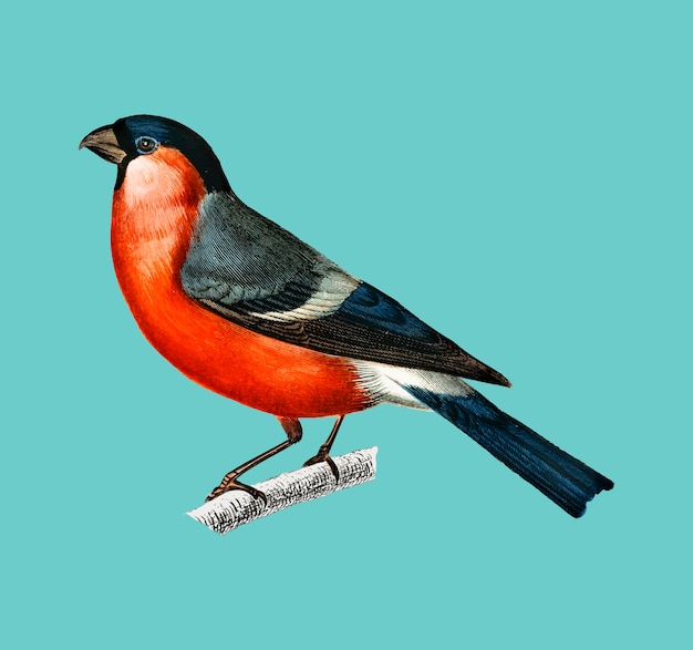 Free Vector pyrrhula pyrrhula 