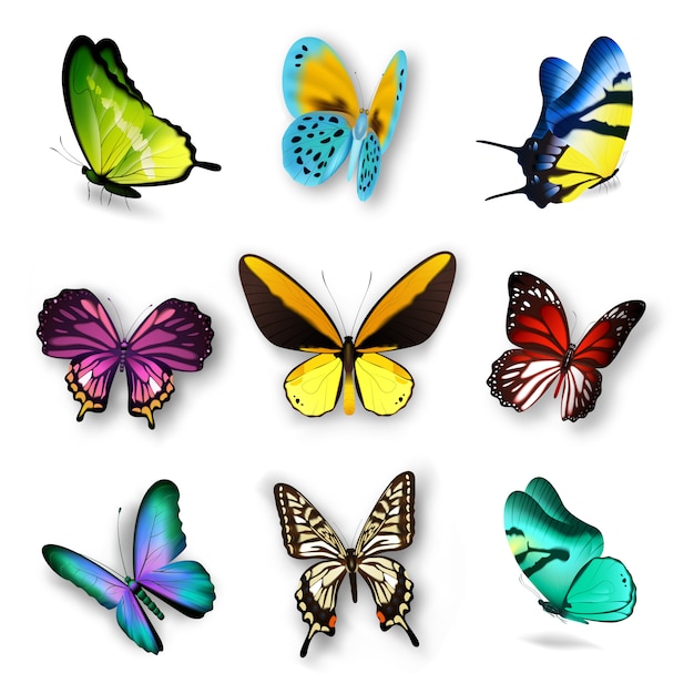 Free Vector realistic butterfly set