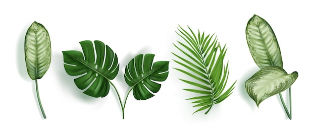 Free Vector realistic green tropical leaves