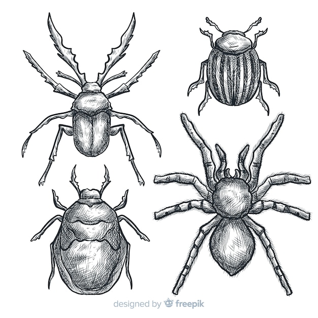 Free Vector realistic hand drawn insects sketch set