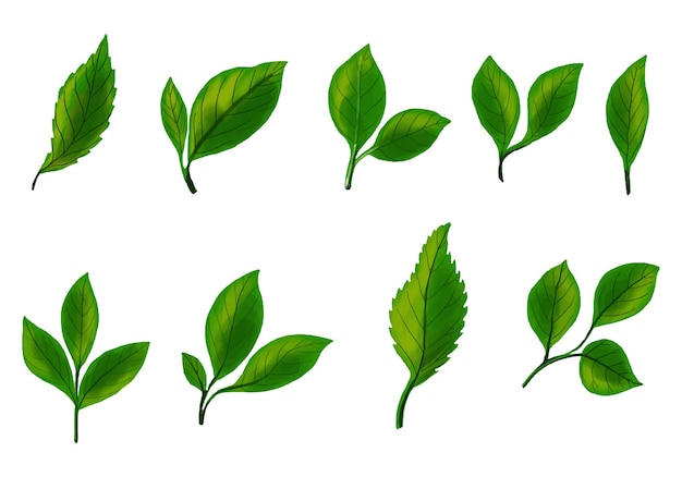 Free Vector realistic tropical plants green leaf set design