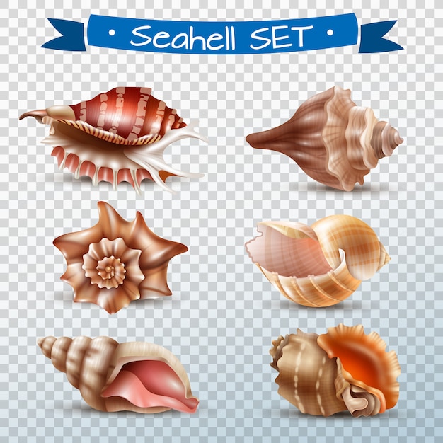 Free Vector seashell transparent set
