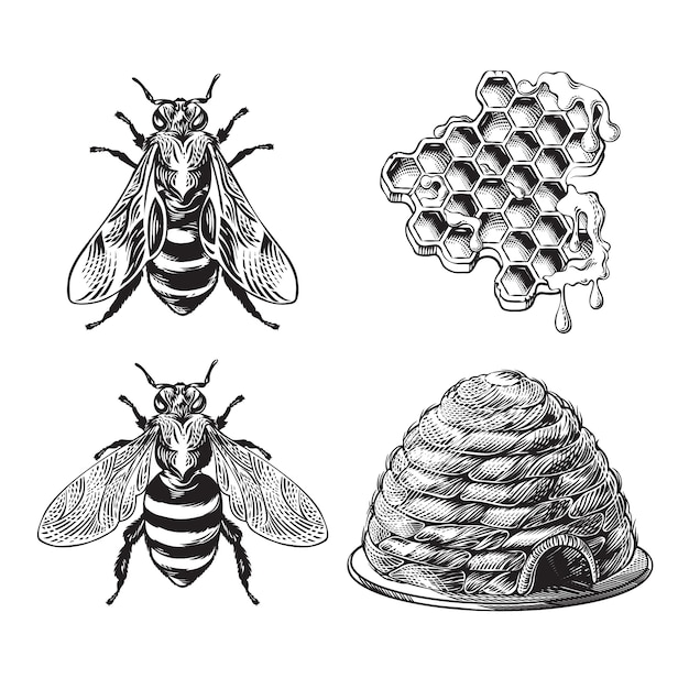 Free Vector set of bee, wasp, honeycombs, hive vintage drawing